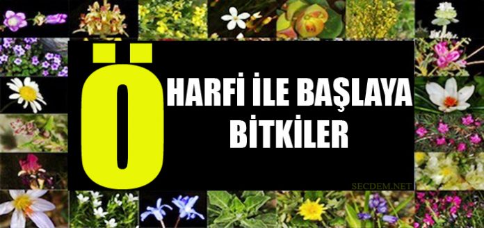 O Harfi Ile Baslayan Bitkiler Secdem