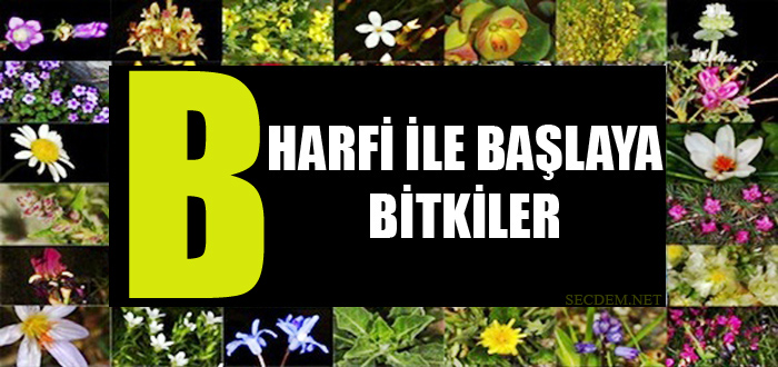 B Harfi Ile Başlayan Bitkiler - Secdem