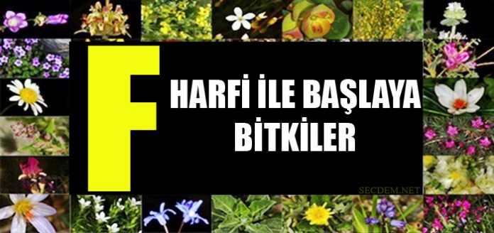 F Harfi Ile Başlayan Bitkiler - Secdem / Bir Dünya İçerik