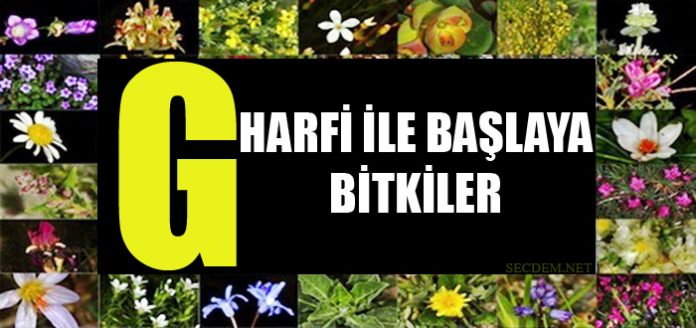 G Harfi Ile Baslayan Bitkiler Secdem