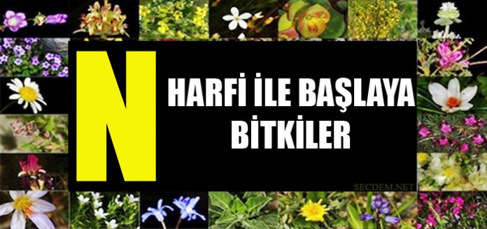 N Harfi Ile Baslayan Bitkiler Secdem