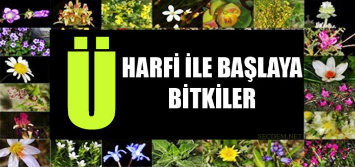 U Harfi Ile Baslayan Bitkiler Secdem