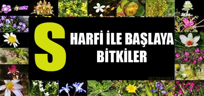 S Harfi Ile Baslayan Bitkiler Secdem