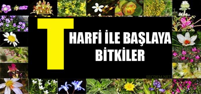 T Harfi Ile Baslayan Bitkiler Secdem