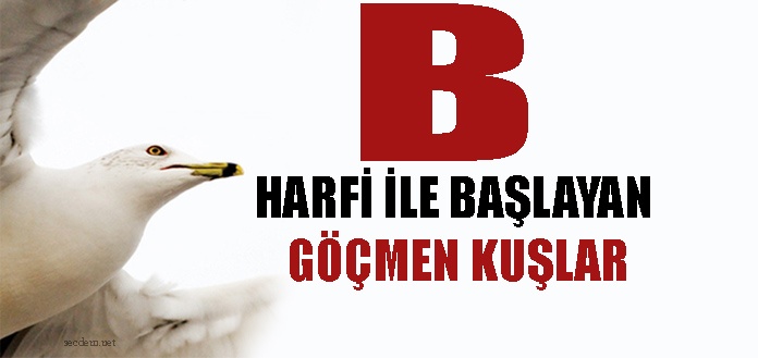 B Harfi Ile Baslayan Gocmen Kuslar Secdem