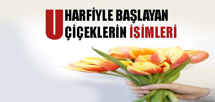 U Harfiyle Baslayan Ciceklerin Isimleri Secdem