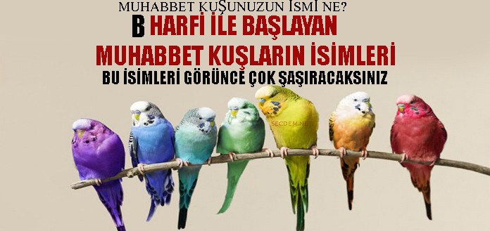 B Harfi Ile Başlayan Muhabbet Kuşların İsimleri - Secdem / Bir Dünya İçerik