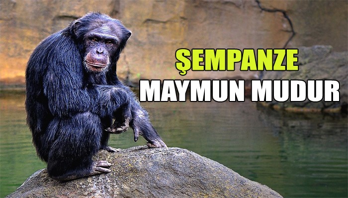 Şempanze Maymun mudur - Secdem / Bir Dünya İçerik